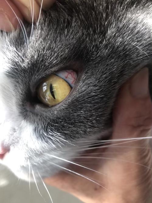 猫咪眼睛有血丝,猫咪眼睛有血丝怎么回事,猫咪眼睛有血丝