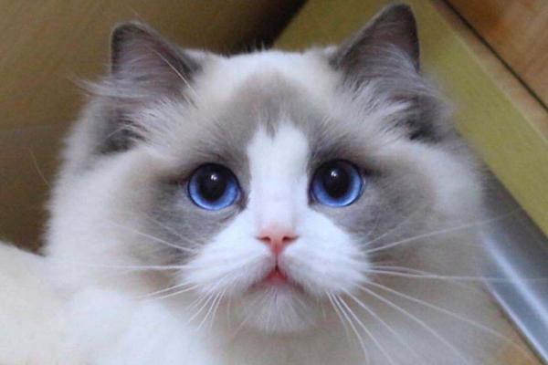 布偶猫眼睛什么颜色,布偶猫眼睛什么颜色最贵,布偶眼睛深蓝好还是浅蓝好？