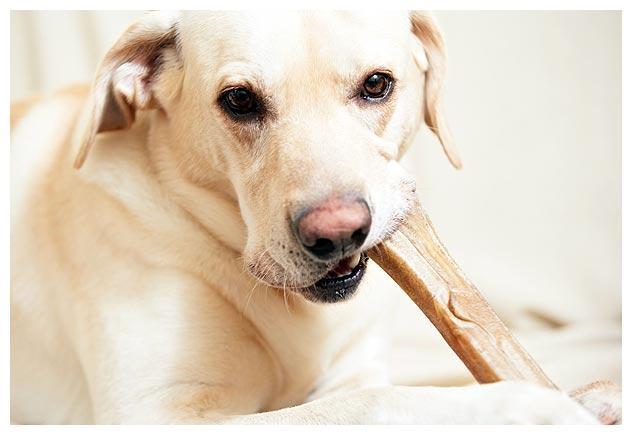 狗狗为什么喜欢咬东西,一个月的狗狗为什么喜欢咬东西,狗小的时候为什么爱咬东西？
