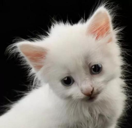 猫咪名字大全可爱,猫咪名字大全可爱招财,适合小白猫的名字又可爱又霸气？