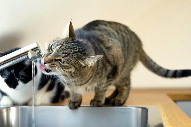 猫咪喝水总是呛到,猫咪喝水总是呛到咳嗽,猫呛水怎么处理方法？