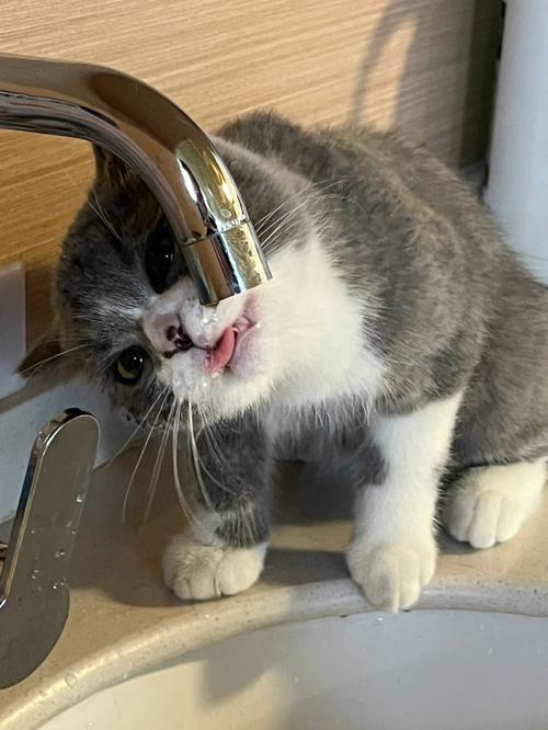 猫咪很爱喝水,猫咪很爱喝水正常吗,猫爱喝水有什么好处？