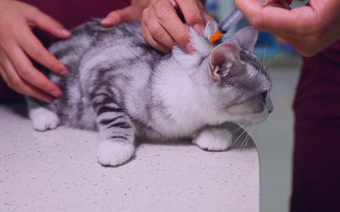 猫咪需要打针吗,猫咪需要打针吗疫苗,为什么猫咪不喜欢打针？