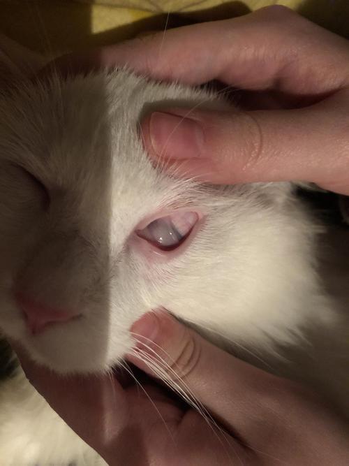 猫眼睛流脓用什么药,猫眼睛流脓用什么药最好,猫眼睛烂了流脓往外鼓？