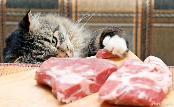 猫咪可以吃生肉吗,猫咪可以吃生肉吗?,多大的猫可以吃生肉？