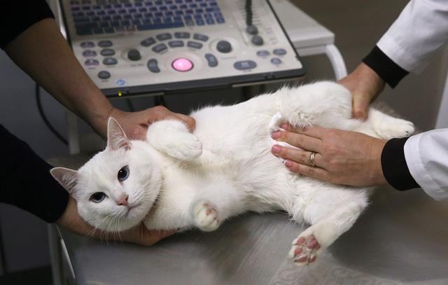 为什么给猫做绝育,为什么给猫做绝育会延长它的寿命,为什么要给猫咪做绝育手术？