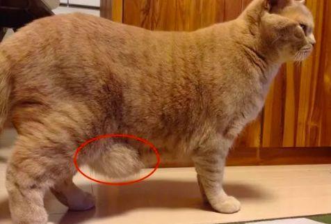 猫咪肚子跳动频率很快,猫咪肚子跳动频率很快是什么原因?,为什么猫躺在地上肚子一直在抖？