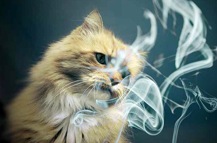 猫咪能闻烟味吗,猫咪能闻烟味吗为什么,猫最怕什么气味？