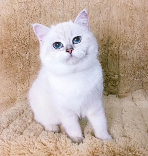 好听的猫咪名字英文,好听的猫咪名字英文公猫,英短银点猫如何起名？
