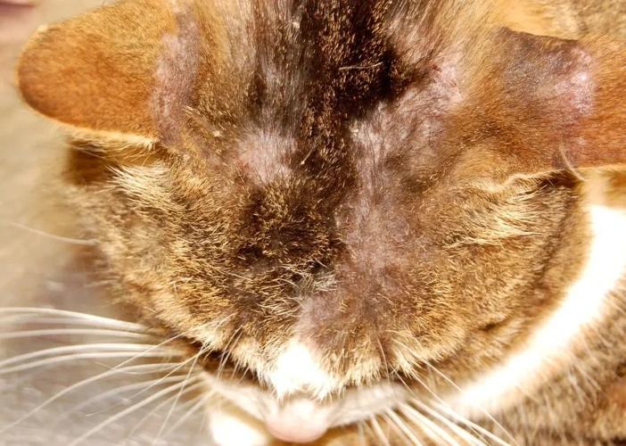 对猫过敏有什么症状,对猫过敏有什么症状图片,猫闻到红花油会怎么样？