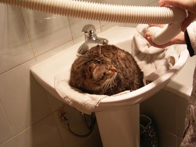 猫咪发情可以洗澡吗,猫每年发几次情?一次持续多少天,宠物发情可以洗澡吗？