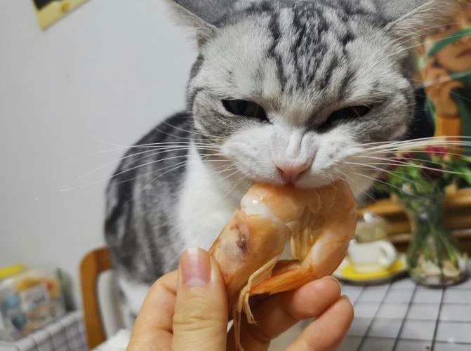 猫咪可以吃鱿鱼吗,猫咪可以吃鱿鱼吗?,猫能吃鱿鱼吗？急求答案？