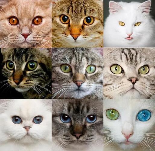 猫咪能看到的颜色,猫咪能看到的颜色有几种,猫能识别颜色吗？