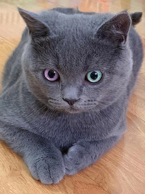 蓝猫的眼睛是什么颜色,蓝猫的眼睛是什么颜色就比较正宗,蓝猫眼睛颜色排名？