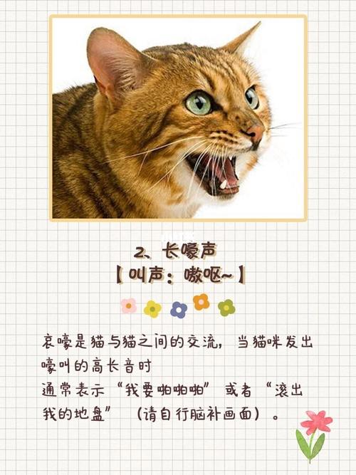 猫咪不同叫声的含义,猫咪恨主人的十种表现,猫咪发出不同的声音是什么意思？