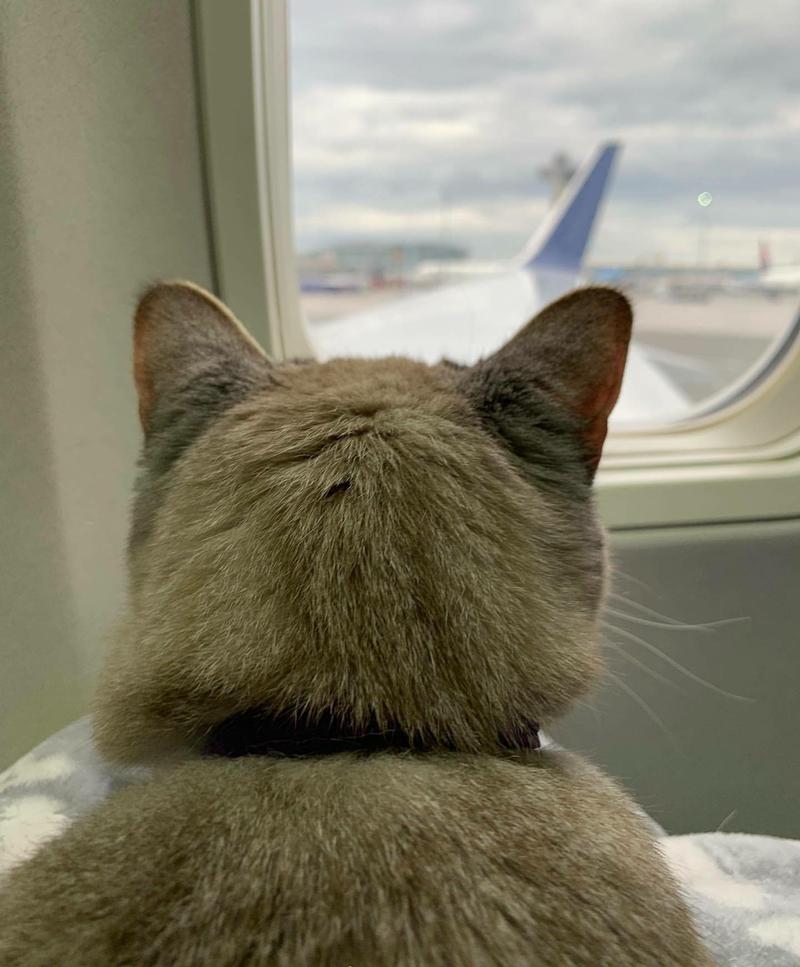 猫咪能坐飞机吗,猫咪能坐飞机吗?,猫能上飞机吗？