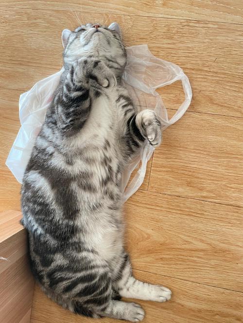 猫咪爱吃塑料袋,猫咪爱吃塑料袋怎么回事,猫爱吃塑料袋，为什么？