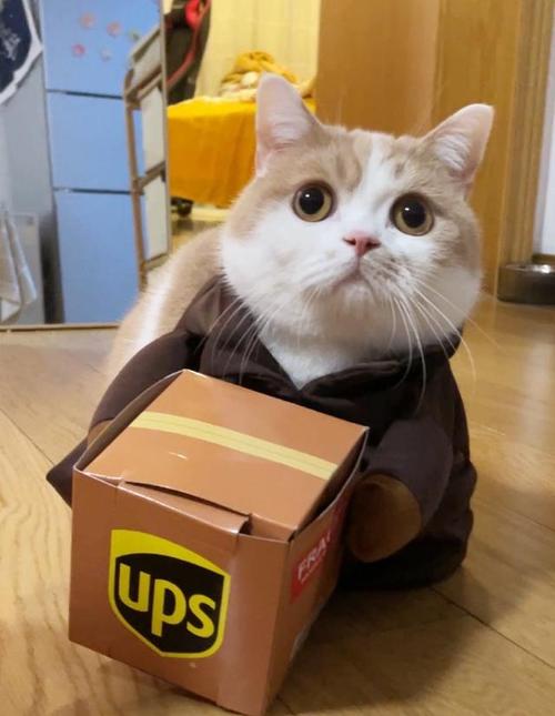 猫咪可以寄快递吗,猫咪可以寄快递吗短途,猫咪寄什么快递？