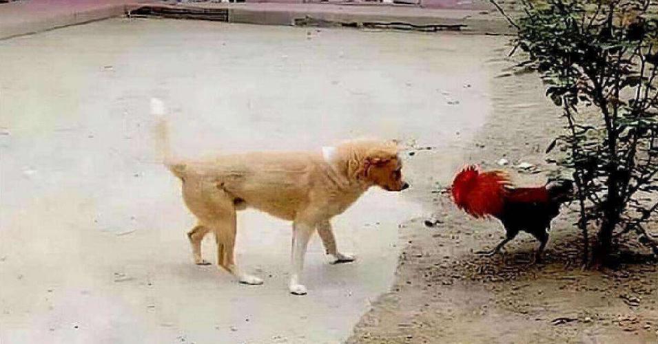 狗为什么会咬鸡,狗为什么会咬鸡,但是平常不咬,狗不咬鸡不叫的时候是什么时辰？
