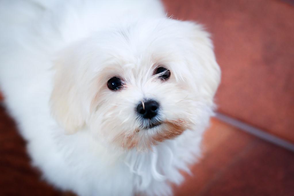 小狗白色的是什么品种,小狗白色的是什么品种很小,全身白的小狗是什么狗？