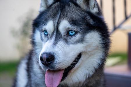 什么狗的眼睛是蓝色的,什么狗的眼睛是蓝色的图片,什么狼是蓝眼睛？