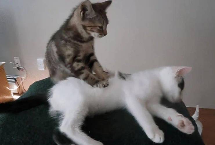 猫咪在你身上踩奶,猫咪在你身上踩奶是什么意思,猫猫为什么会对人踩奶？