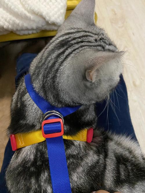 自制非常简单猫咪玩具,,没有猫绳怎么做猫绳？