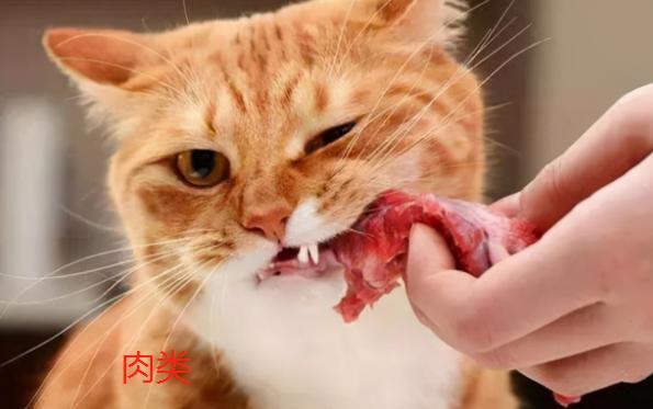 猫不能吃什么肉,猫不能吃什么肉类,猫不能吃什么肉