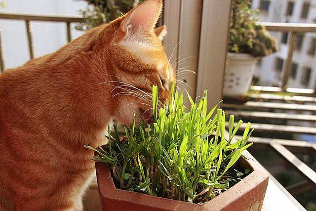 猫为什么爱吃草,猫为什么爱吃草怎么回事,草坪里的草能让猫当猫草吃吗？