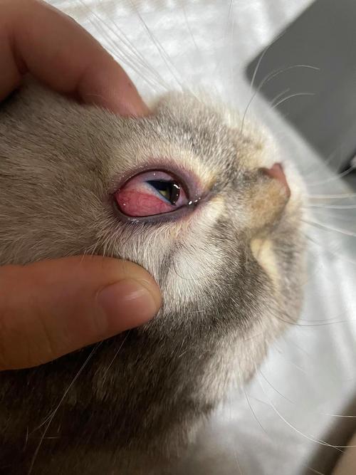 猫咪上眼皮红肿,猫咪上眼皮红肿怎么回事,猫眼睛红肿，好像是结膜炎，给它用什么眼药水啊？