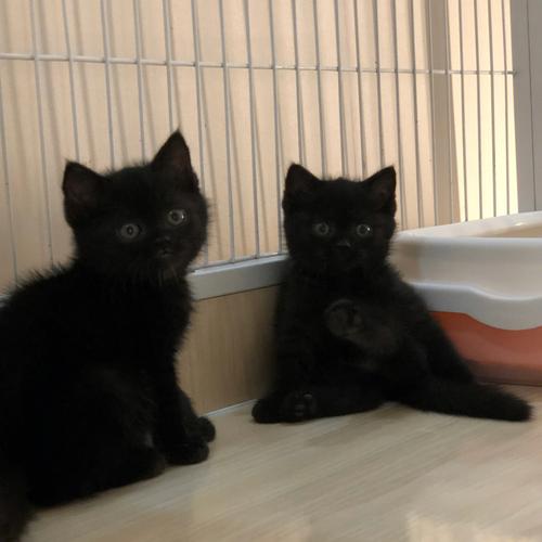 煤球猫是什么品种,煤球猫是什么品种照片,为什么家里不可以养纯黑猫？