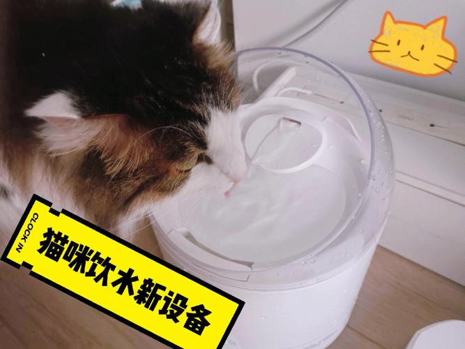 猫咪饮水机推荐,猫咪饮水机推荐知乎,猫咪恒温饮水机有必要买吗？