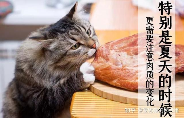 猫咪生骨肉喂养指南,为什么兽医不让猫吃生骨肉,我家猫在生孩子怎么处理？
