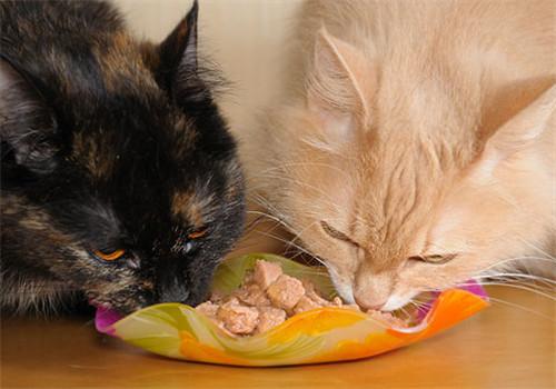 猫怀孕不能吃什么,猫怀孕不能吃什么东西,猫能吃羊肝？
