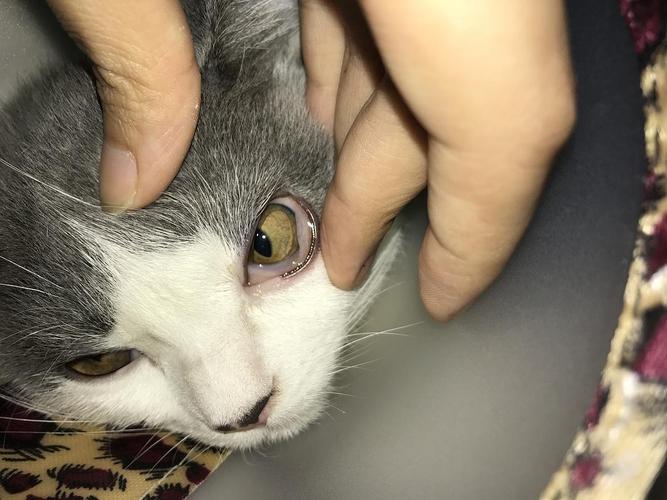 猫咪突然单只眼睛红肿,猫咪突然单只眼睛红肿用什么药,刚出生4天的小猫有一只眼睛肿了是为什么？