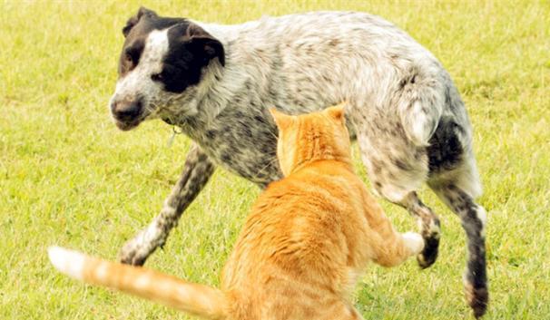 狗为什么喜欢追猫,我家狗为什么喜欢追猫,狗为什么见到猫就追着咬啊？