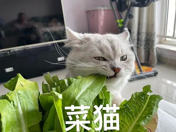 猫咪可以吃青菜吗,猫咪可以吃青菜吗?,猫可以吃的蔬菜排名？