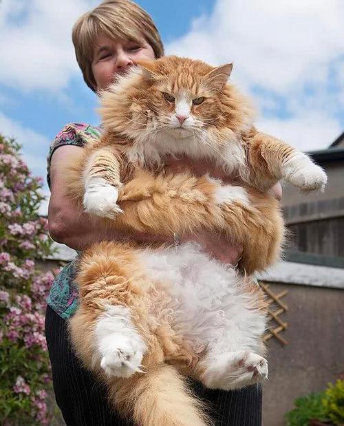 胖胖的猫是什么品种,胖胖的猫是什么品种图片,世界上最大的巨型猫？