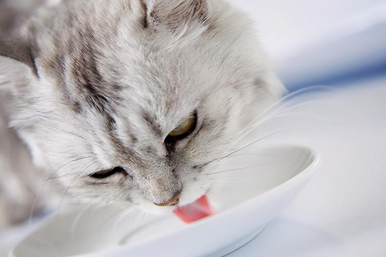 猫咪喝完水就吐,猫咪喝完水就吐怎么回事,猫咪吃东西喝水干呕是怎么回事？