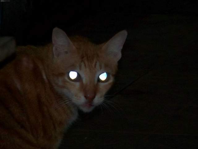 为什么猫眼睛会发光,为什么猫眼睛会发光?,猫狗为什么眼睛会发光？