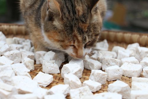 猫咪可以吃豆腐吗,猫咪可以吃豆腐吗白豆腐,猫咪吃豆腐吗？