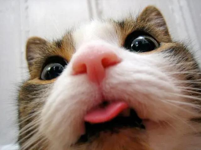 猫吐舌头是什么意思,大熊猫吐舌头是什么意思,猫咪一直吐舌头是怎么回事？