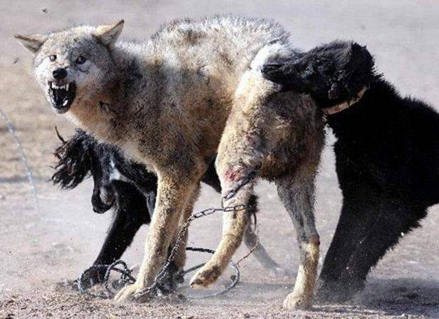 什么狗能打过狼,什么狗能打过狼吗,蒙古犬和野狼谁厉害？
