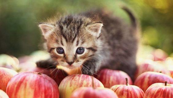 幼猫可以吃什么水果,幼猫可以吃什么水果蔬菜,幼猫可以吃什么水果？