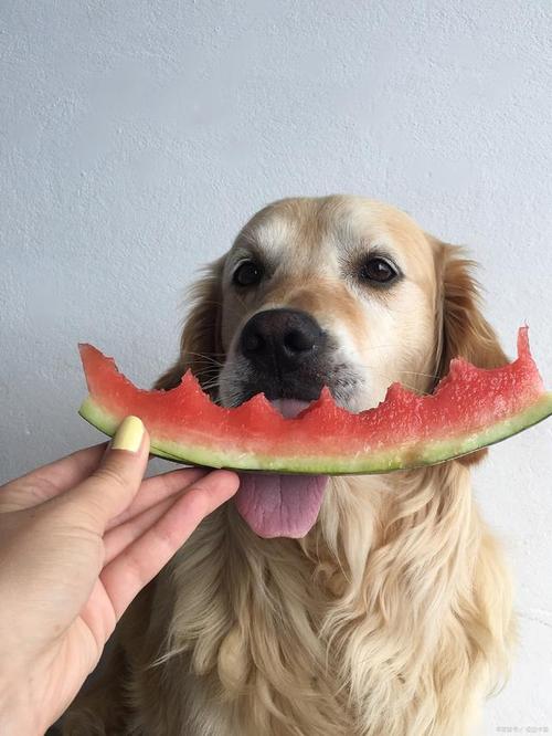 狗狗适合吃什么水果,狗狗适合吃什么水果蔬菜,对狗狗最好的三种水果？