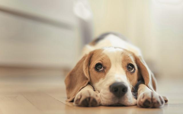 狗狗为什么抓地板,狗狗为什么抓地板睡觉?,狗妈妈产后不停抓地板是为什么啊？