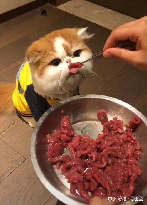 小猫咪能吃肉吗,小猫咪能吃肉吗?,一岁之内的猫咪可以给他吃肉吗？