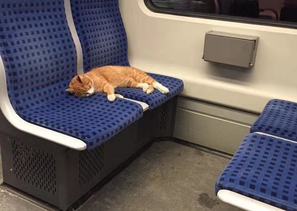 猫咪可以上地铁吗,猫咪可以上地铁吗上海,猫咪可以坐地铁吗？