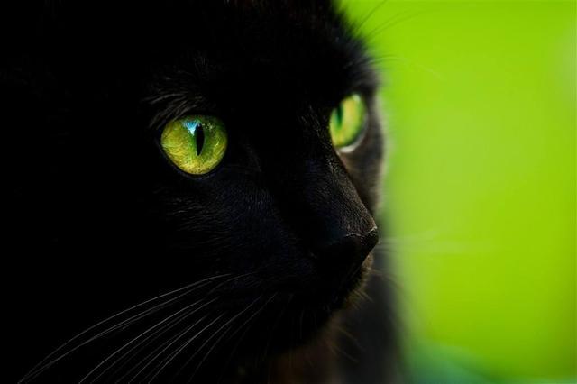 猫咪眼睛颜色会变吗,猫咪眼睛颜色会变吗黄变绿色,猫的眼睛为什么会变？