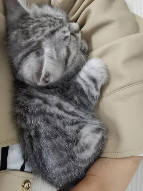猫咪趴在主人身上睡觉,猫咪趴在主人身上睡觉说明什么,为什么我家猫喜欢趴在我身上睡觉我家猫平时不喜欢给我抱？